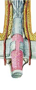 Gespaltener Finger